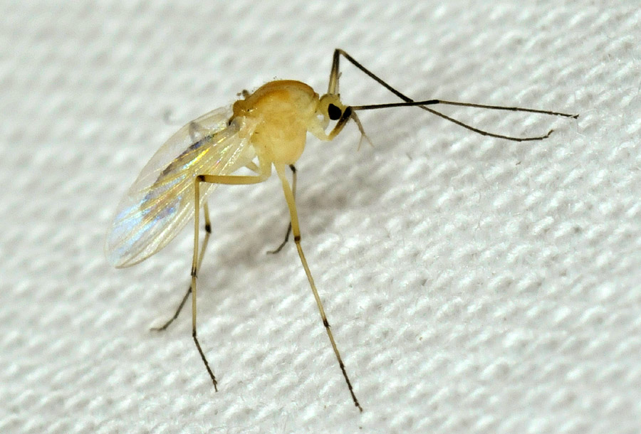 Femmina di chironomidae (Fam. Chironomidae)